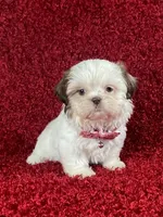 Luly, a female Shih Tzu for sale in Lehigh Acres, FL – Photo 3 of 9