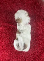 Luly, a female Shih Tzu for sale in Lehigh Acres, FL – Photo 9 of 9