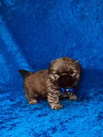 Tommy, a male Shih Tzu for sale in Lehigh Acres, FL – 3 of 7