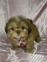 Isabela, a female Shih Tzu for sale in Lehigh Acres, FL – Photo 4 of 9