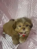 Isabela, a female Shih Tzu for sale in Lehigh Acres, FL – Photo 9 of 9