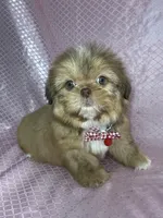 Isabela, a female Shih Tzu for sale in Lehigh Acres, FL – Photo 3 of 9