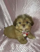 Isabela, a female Shih Tzu for sale in Lehigh Acres, FL – Photo 8 of 9