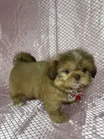 Isabela, a female Shih Tzu for sale in Lehigh Acres, FL – Photo 6 of 9