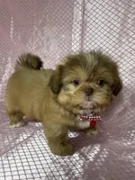Isabela, a female Shih Tzu for sale in Lehigh Acres, FL – Photo 1 of 9