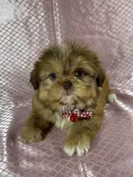 Isabela, a female Shih Tzu for sale in Lehigh Acres, FL – Photo 5 of 9