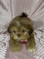 Isabela, a female Shih Tzu for sale in Lehigh Acres, FL – Photo 7 of 9