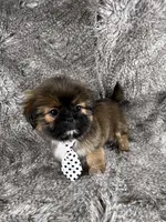 Tommy, a male Shih Tzu for sale in Lehigh Acres, FL – 4 of 10