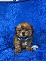 Luis, a male Shih Tzu for sale in Lehigh Acres, FL – 10 of 10