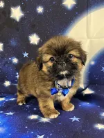 Luis, a male Shih Tzu for sale in Lehigh Acres, FL – 9 of 10