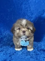 Wesley, a male Shih Tzu for sale in Lehigh Acres, FL – Photo 6 of 10