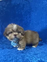 Wesley, a male Shih Tzu for sale in Lehigh Acres, FL – Photo 8 of 10