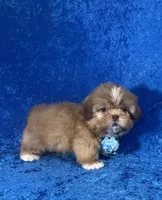 Wesley, a male Shih Tzu for sale in Lehigh Acres, FL – Photo 3 of 10