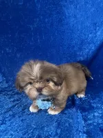 Wesley, a male Shih Tzu for sale in Lehigh Acres, FL – Photo 5 of 10