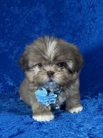 Wesley, a male Shih Tzu for sale in Lehigh Acres, FL – Photo 1 of 10