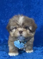 Wesley, a male Shih Tzu for sale in Lehigh Acres, FL – Photo 4 of 10