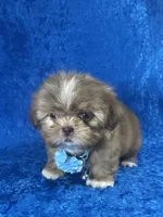 Wesley, a male Shih Tzu for sale in Lehigh Acres, FL – Photo 7 of 10