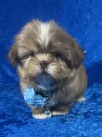 Wesley, a male Shih Tzu for sale in Lehigh Acres, FL – Photo 9 of 10