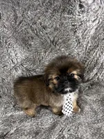 Tommy, a male Shih Tzu for sale in Lehigh Acres, FL – 9 of 10