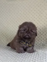 Teddy-Hold, a male Shih Tzu for sale in Lehigh Acres, FL – 2 of 10