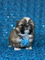 Luis, a male Shih Tzu for sale in Lehigh Acres, FL – 2 of 9