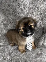 Tommy, a male Shih Tzu for sale in Lehigh Acres, FL – 10 of 10