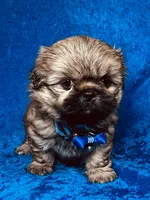Tommy, a male Shih Tzu for sale in Lehigh Acres, FL – 4 of 7