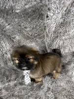 Tommy, a male Shih Tzu for sale in Lehigh Acres, FL – 6 of 10