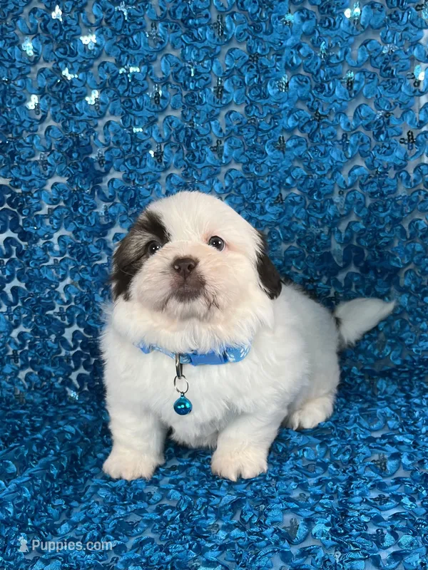 Cash – Shih Tzu puppy for sale in Lehigh Acres, FL