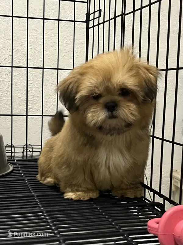 Luis – Shih Tzu puppy for sale in Lehigh Acres, FL