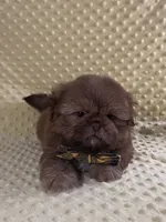 Teddy-Hold, a male Shih Tzu for sale in Lehigh Acres, FL – 8 of 10