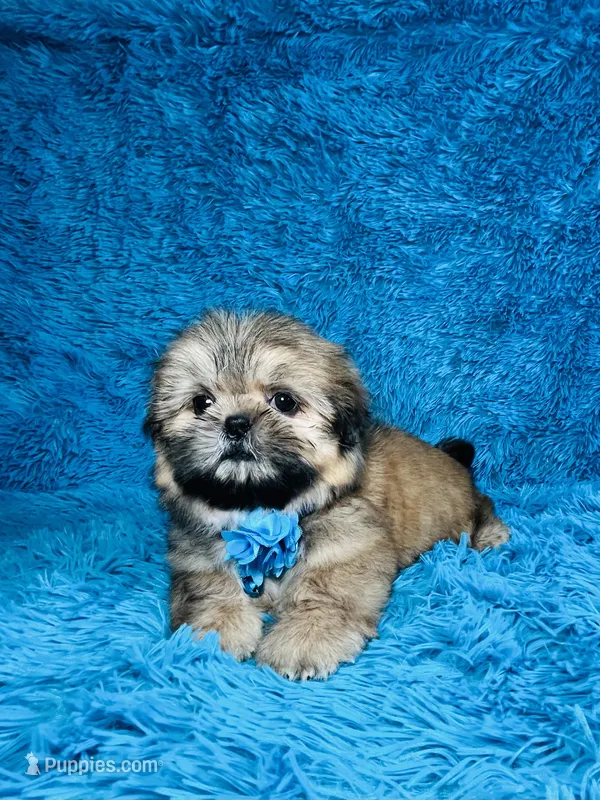 Chester – Shih Tzu puppy for sale in Lehigh Acres, FL