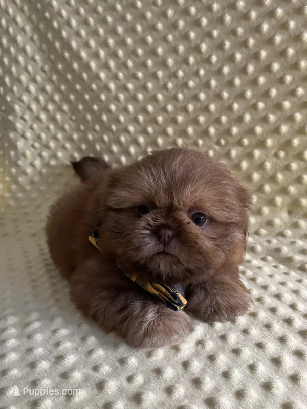 Teddy – Shih Tzu puppy for sale in Lehigh Acres, FL