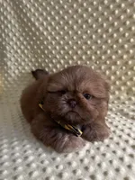 Teddy-Hold, a male Shih Tzu for sale in Lehigh Acres, FL – 1 of 10