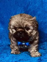 Tommy, a male Shih Tzu for sale in Lehigh Acres, FL – 6 of 7