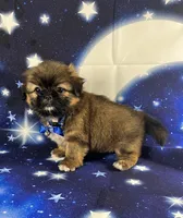 Luis, a male Shih Tzu for sale in Lehigh Acres, FL – 6 of 10