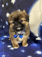 Luis, a male Shih Tzu for sale in Lehigh Acres, FL – 3 of 10