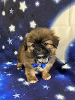 Luis, a male Shih Tzu for sale in Lehigh Acres, FL – 2 of 10