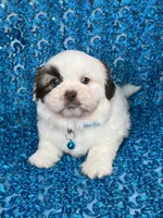 Cash, a male Shih Tzu for sale in Lehigh Acres, FL – 4 of 8