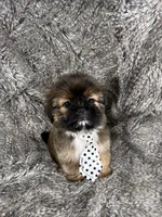 Tommy, a male Shih Tzu for sale in Lehigh Acres, FL – 8 of 10