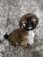 Tommy, a male Shih Tzu for sale in Lehigh Acres, FL – 3 of 10