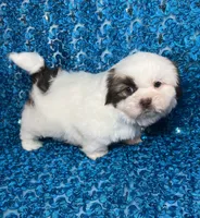 Cash, a male Shih Tzu for sale in Lehigh Acres, FL – 8 of 8