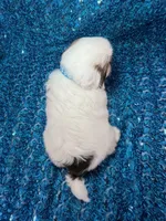 Cash, a male Shih Tzu for sale in Lehigh Acres, FL – 3 of 8