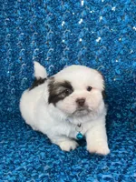 Cash, a male Shih Tzu for sale in Lehigh Acres, FL – 6 of 8
