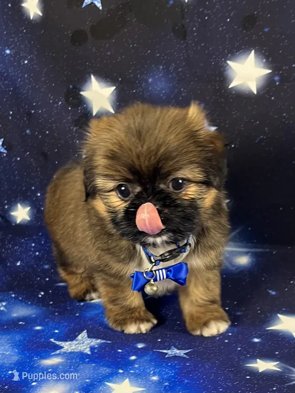 Luis – Shih Tzu puppy for sale in Lehigh Acres, FL