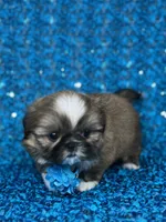 Luis, a male Shih Tzu for sale in Lehigh Acres, FL – 7 of 9