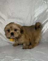 Luis, a male Shih Tzu for sale in Lehigh Acres, FL – 8 of 9