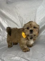 Luis, a male Shih Tzu for sale in Lehigh Acres, FL – 6 of 9