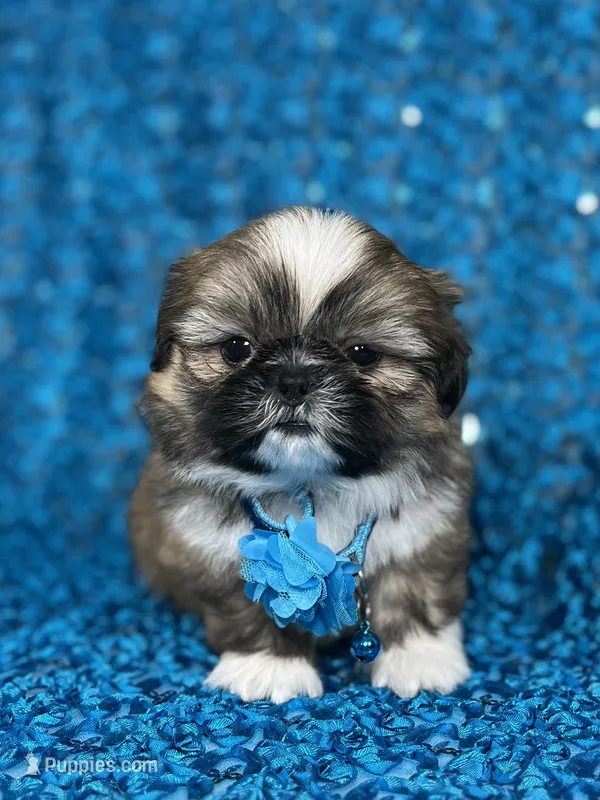 Luis – Shih Tzu puppy for sale in Lehigh Acres, FL