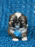 Luis, a male Shih Tzu for sale in Lehigh Acres, FL – 1 of 9